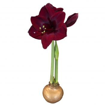 Gold Waxed Black Pearl Amaryllis Bulb Size 28/30